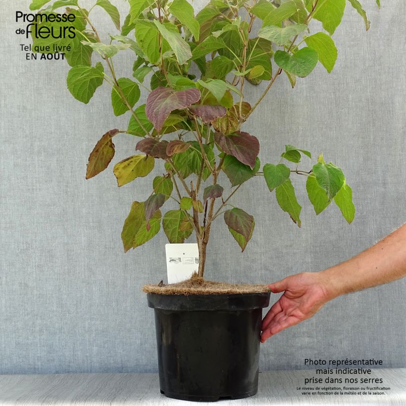 Amostra de Clerodendrum trichotomum Vaso de 7,5 L/10 L tal como entregue no verão