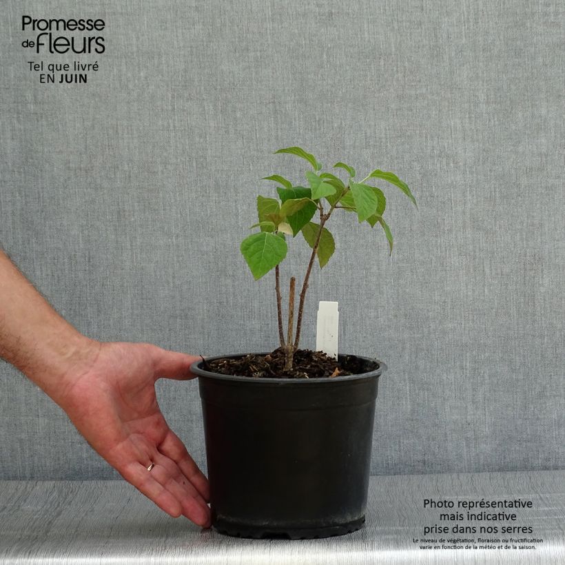 Amostra de Clerodendrum trichotomum Vaso de 3 L/4 L tal como entregue no verão