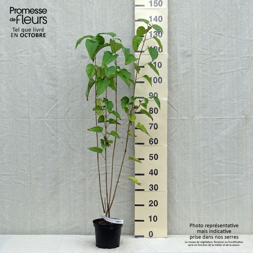 Amostra de Clerodendro trichotomum Fargesii' Vaso de 3 L/4 L tal como entregue no outono