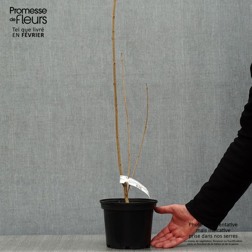 Amostra de Clerodendro trichotomum Fargesii' Vaso de 3 L/4 L tal como entregue no inverno