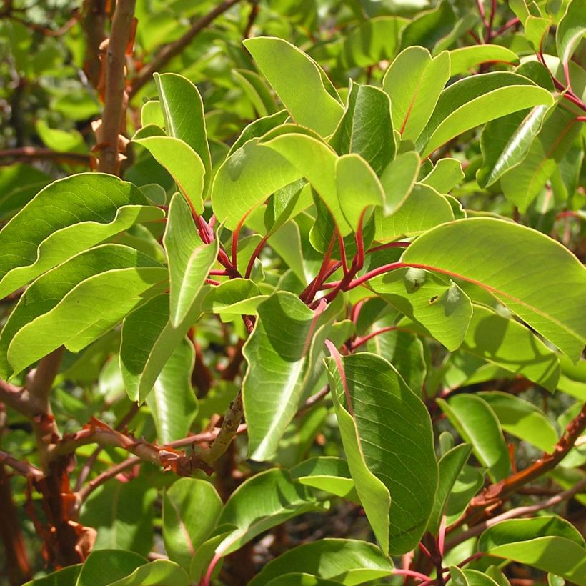 Arbutus andrachne (Folhagem)