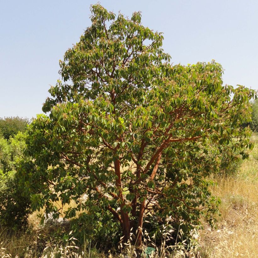 Arbutus andrachne (Hábito)