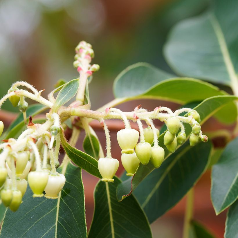 Arbutus andrachne (Floração)