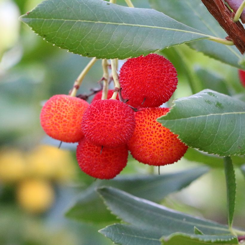 Arbutus andrachne (Colheita)