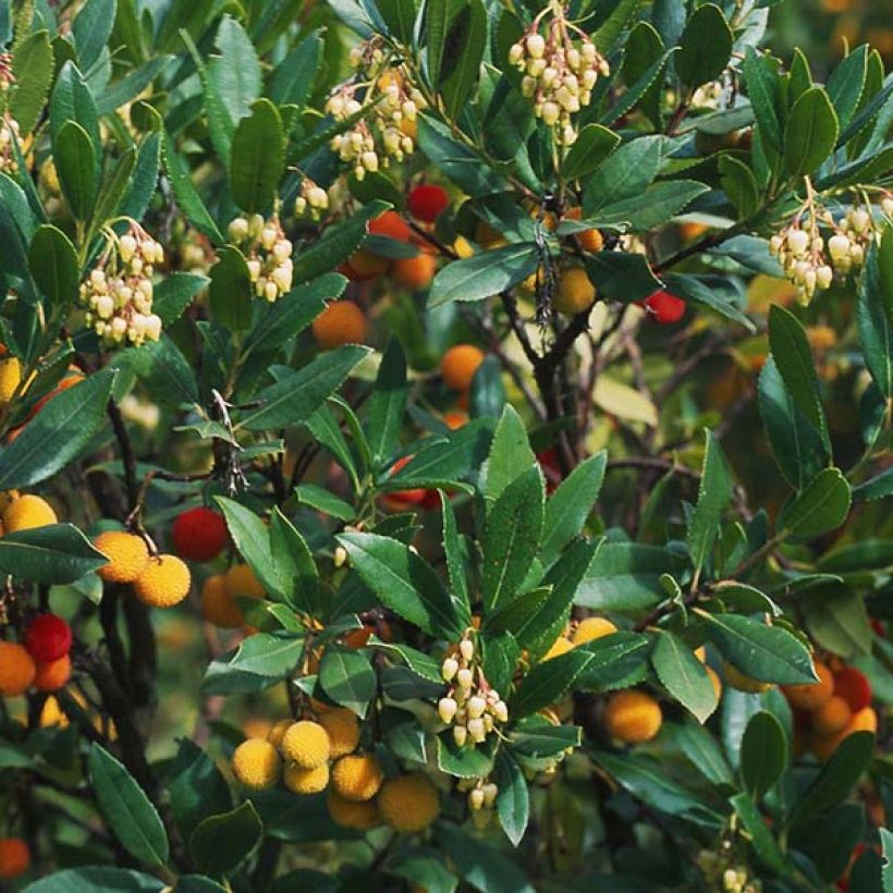 Medronheiro Atlantic - Arbutus unedo (Folhagem)