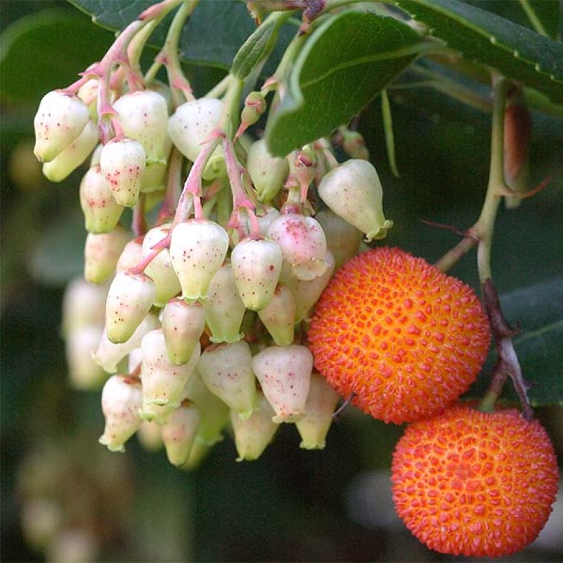 Medronheiro Atlantic - Arbutus unedo (Colheita)