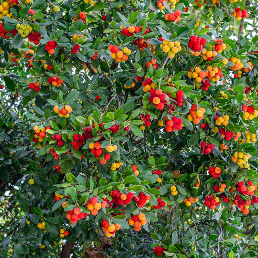 Medronheiro - Arbutus unedo (Colheita)
