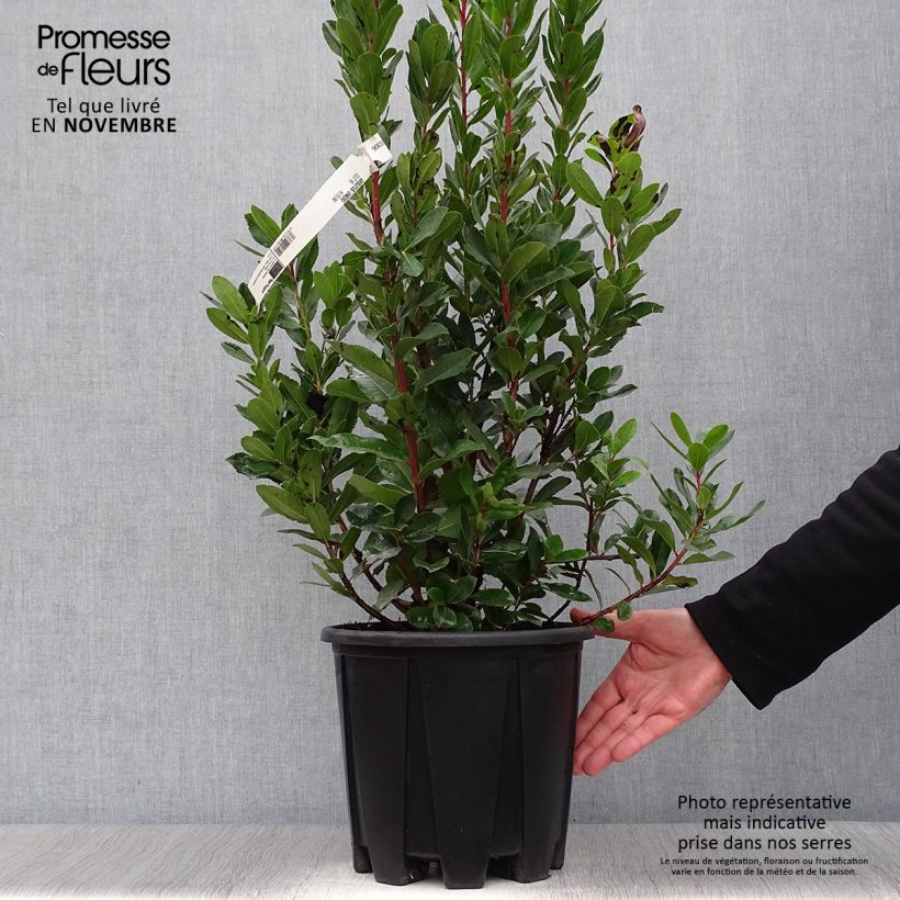 Amostra de Medronheiro - Arbutus unedo Vaso de 6 L/7 L tal como entregue no outono