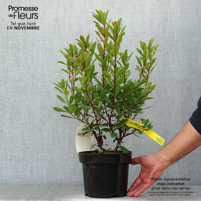 Amostra de Medronheiro - Arbutus unedo Vaso de 2 L/3 L tal como entregue no outono