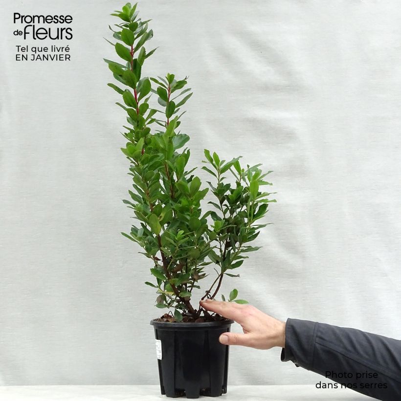 Amostra de Medronheiro Compacta Vaso de 2 L/3 L tal como entregue no inverno