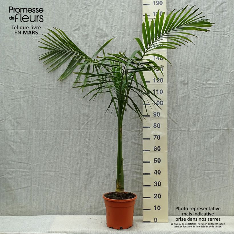 Amostra de Archontophoenix alexandrae Vaso de 7,5 L/10 L tal como entregue na primavera