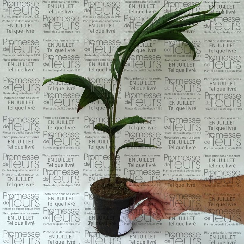 Amostra de Archontophoenix cunninghamiana - Palmiste de Cunningham, Palmier roi Vaso de 12 cm/13 cm tal como entregue no verão