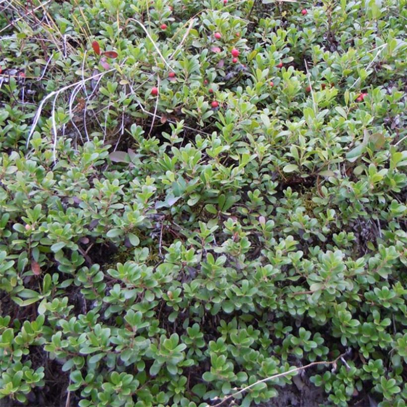 Arctostaphylos uva (Hábito)