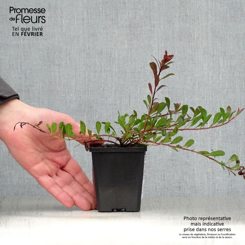 Amostra de Arctostaphylos uva-ursi - Raisin d'ours Vaso de 8/9 cm tal como entregue no inverno