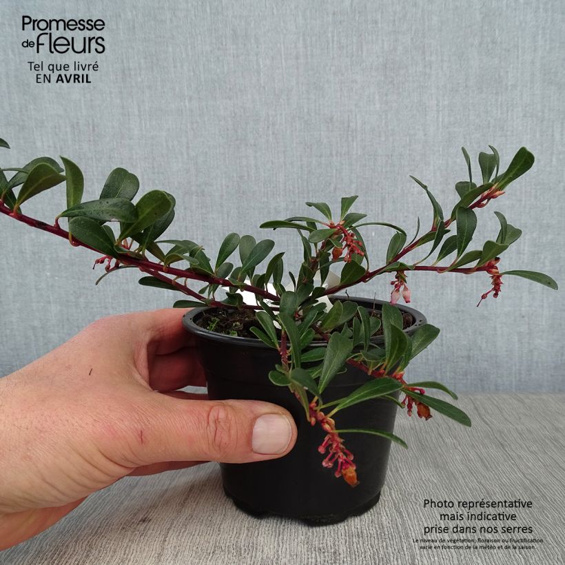 Amostra de Arctostaphylos uva Vaso de 8/9 cm tal como entregue na primavera