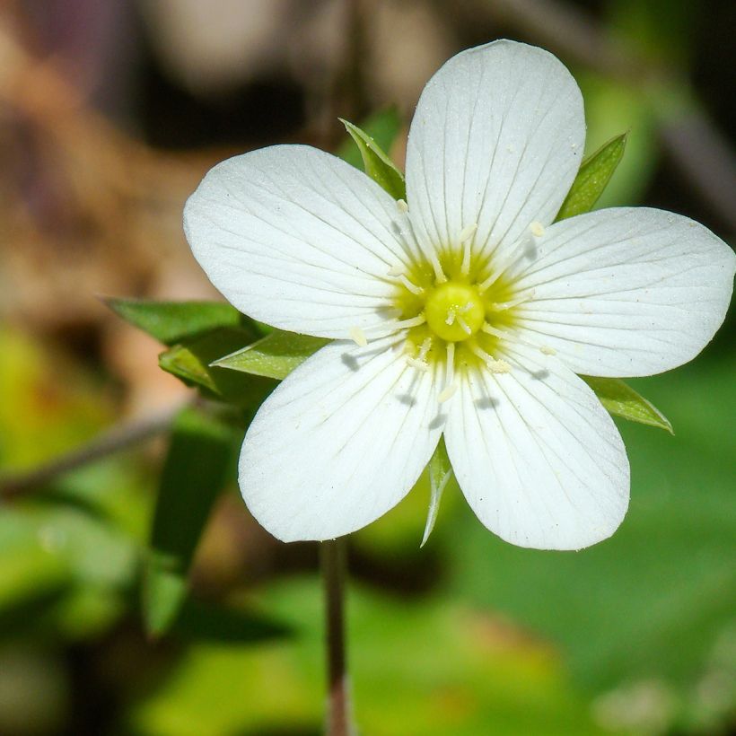 Arenaria montana (Floração)