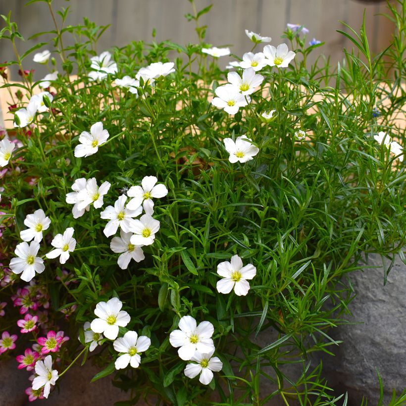 Arenaria montana (Hábito)