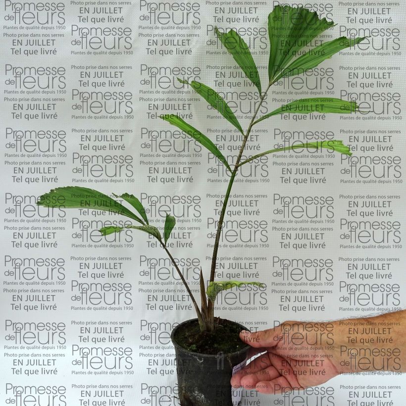 Amostra de Arenga englerii Vaso de 12 cm/13 cm tal como entregue no verão