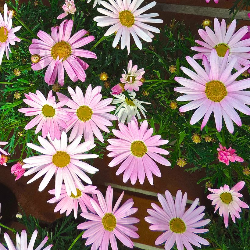 Argyranthemum Gill's Pink (Floração)