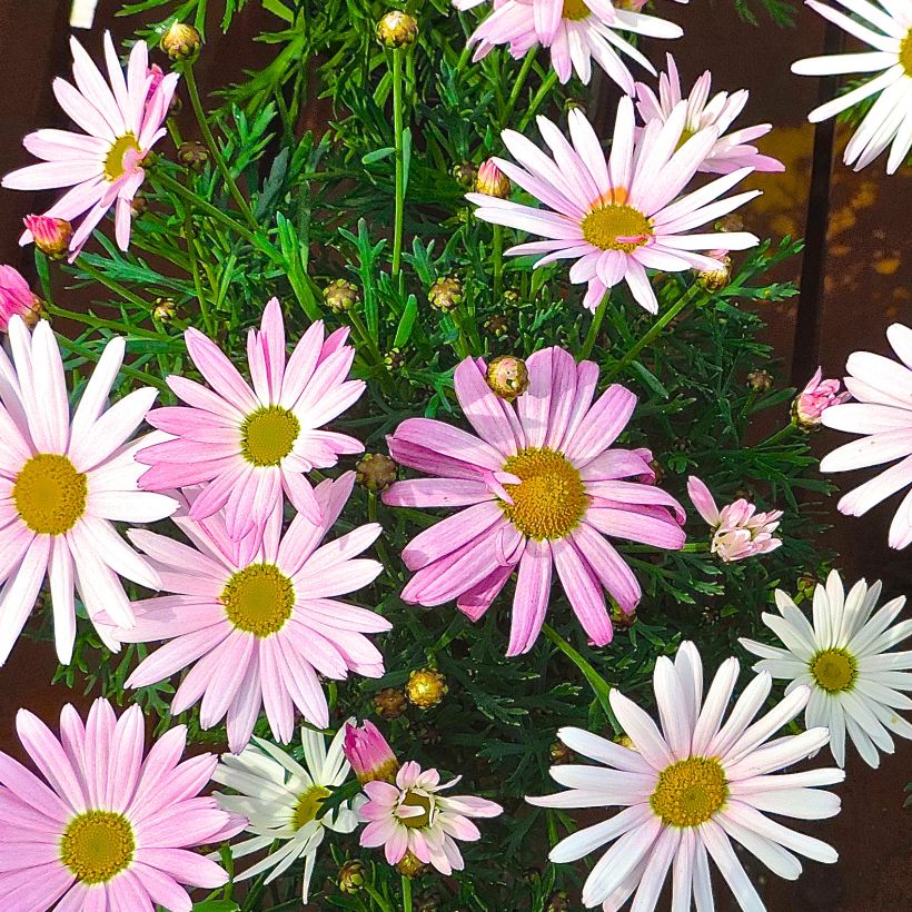 Argyranthemum Gill's Pink (Hábito)