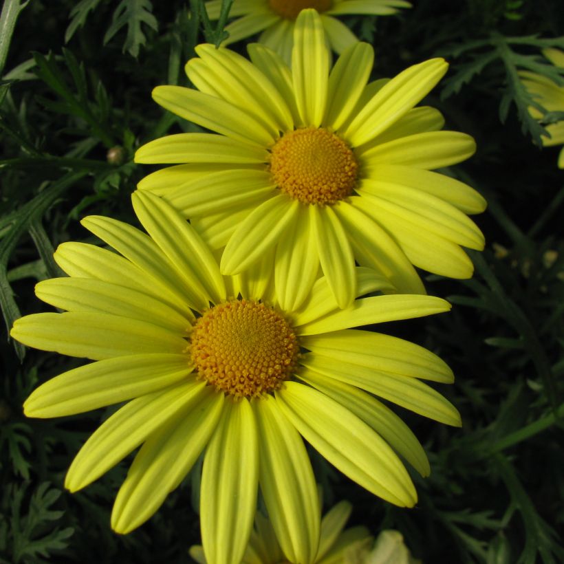 Argyranthemum Jamaïca Primerose (Floração)