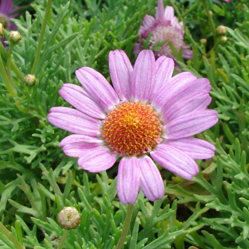 Argyranthemum Petite Pink (Floração)