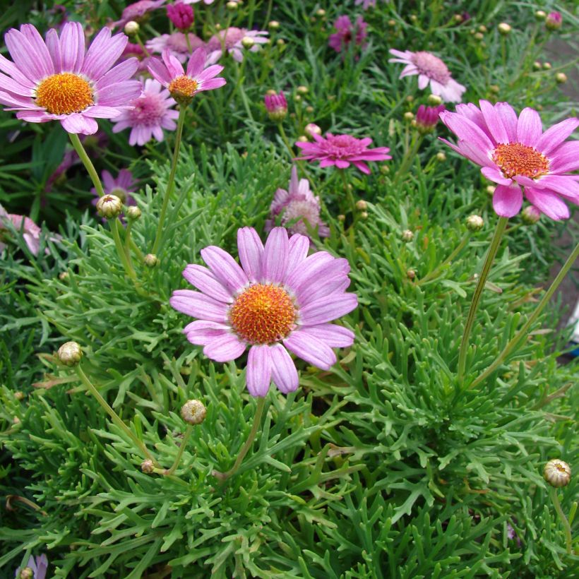 Argyranthemum Petite Pink (Hábito)
