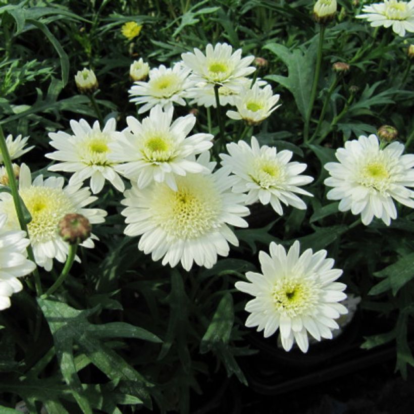 Argyranthemum Powder Puff (Floração)