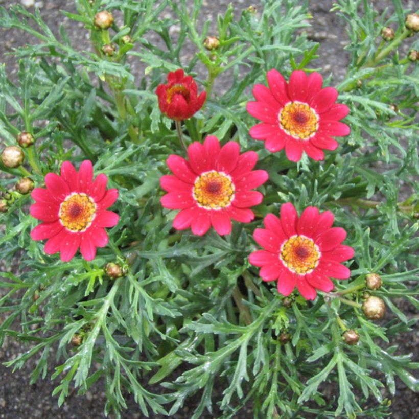 Argyranthemum Starlight (Floração)