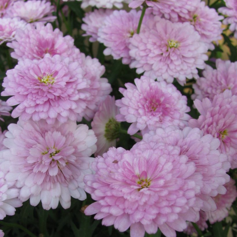 Argyranthemum Summer Melody (Floração)