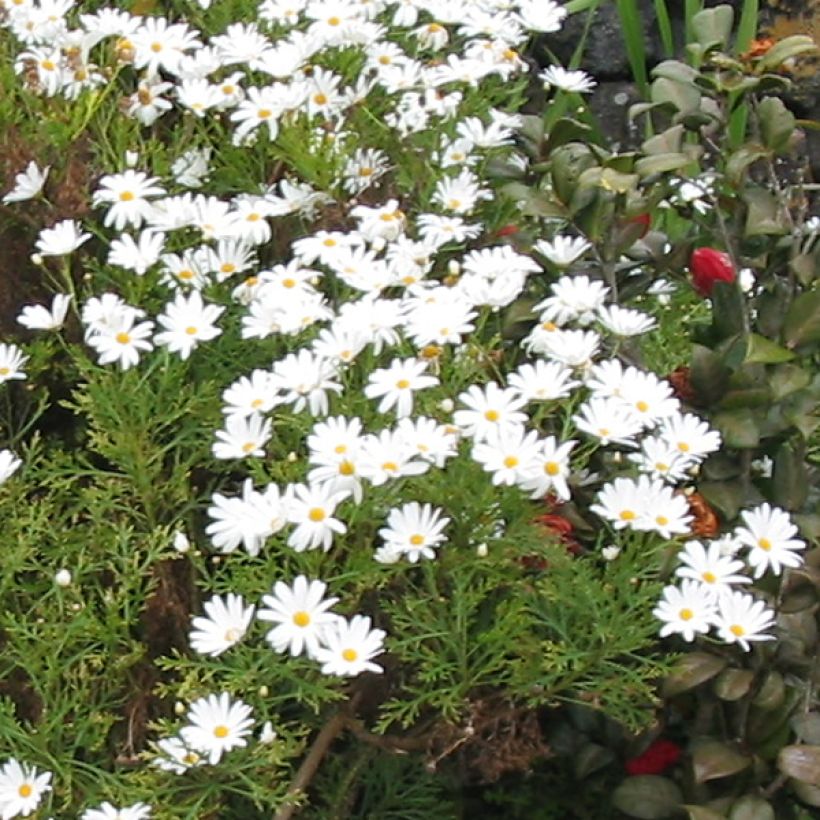 Argyranthemum Snowflake (Floração)