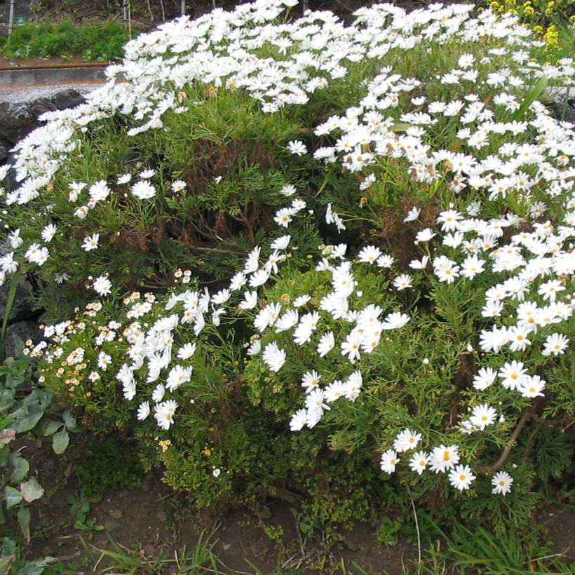 Argyranthemum Snowflake (Hábito)