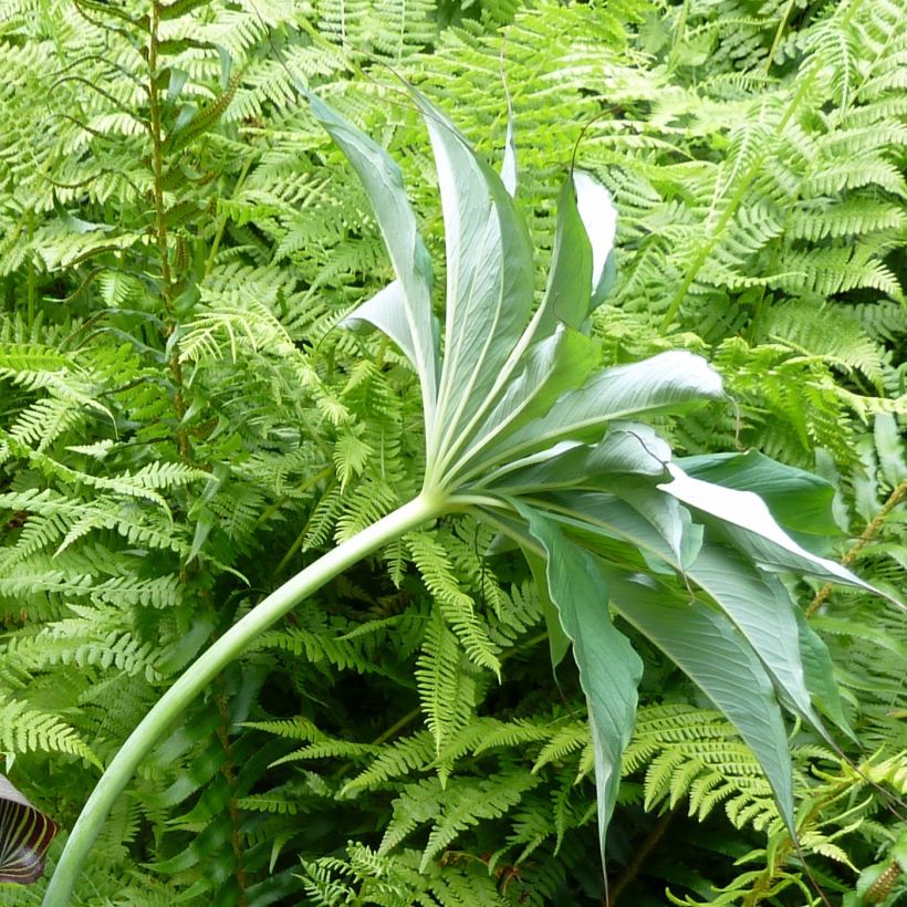 Arisaema consanguineum (Folhagem)
