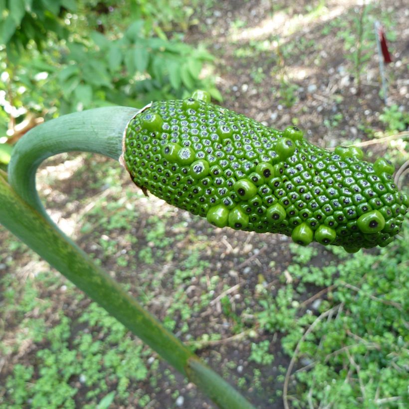 Arisaema consanguineum (Colheita)