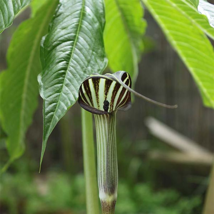 Arisaema concinnum (Floração)