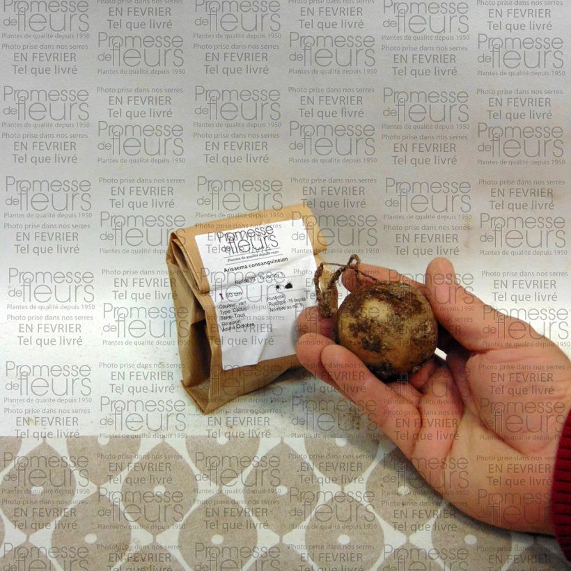 Exemplo de amostra de Arisaema consanguineum Bulbo tal como entregue