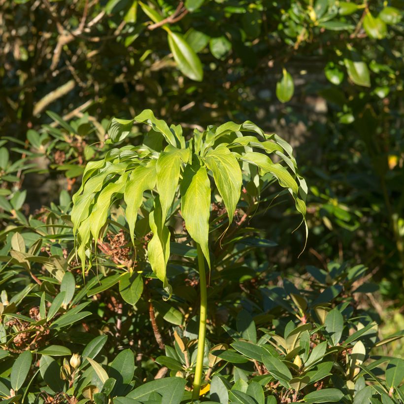 Arisaema consanguineum (Hábito)