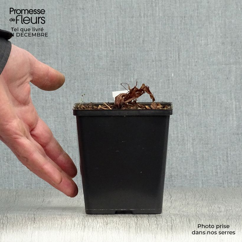 Amostra de Arisaema costatum Vaso de 8/9 cm tal como entregue no inverno