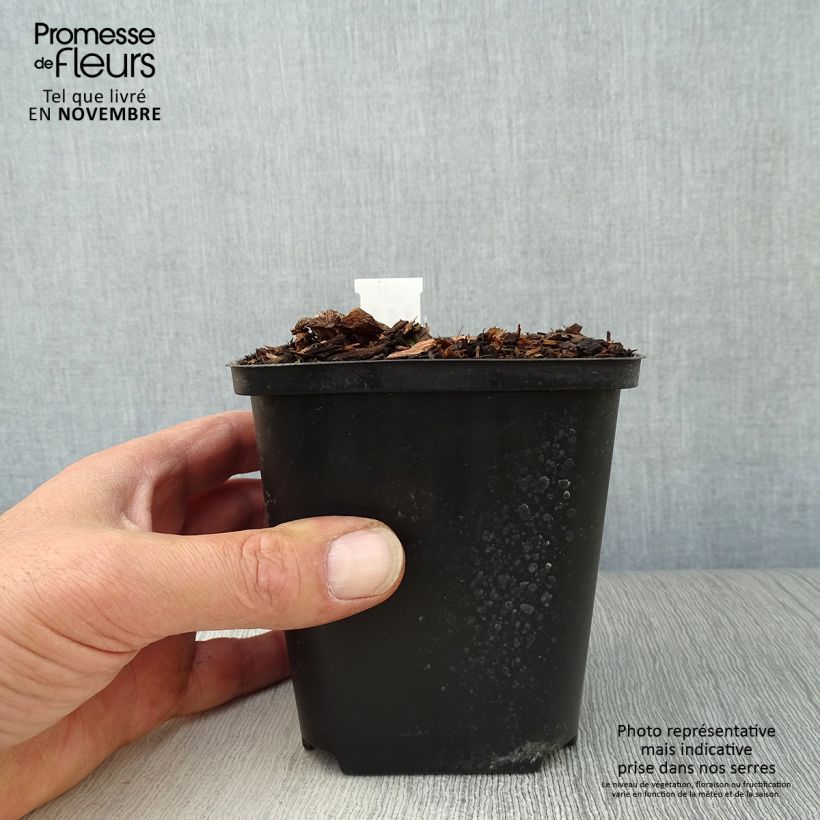 Amostra de Arisaema costatum Vaso de 8/9 cm tal como entregue no outono