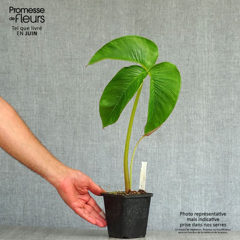 Amostra de Arisaema costatum Vaso de 8/9 cm tal como entregue no verão