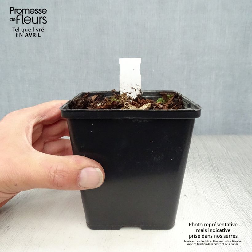 Amostra de Arisaema costatum Vaso de 8/9 cm tal como entregue na primavera