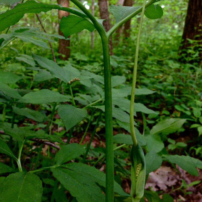 Arisaema dracontium (Floração)