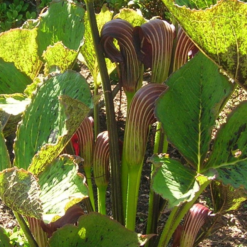 Arisaema elephas (Floração)