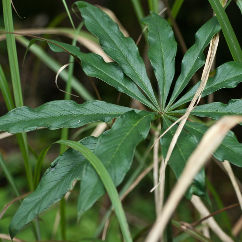 Arisaema erubescens (Folhagem)