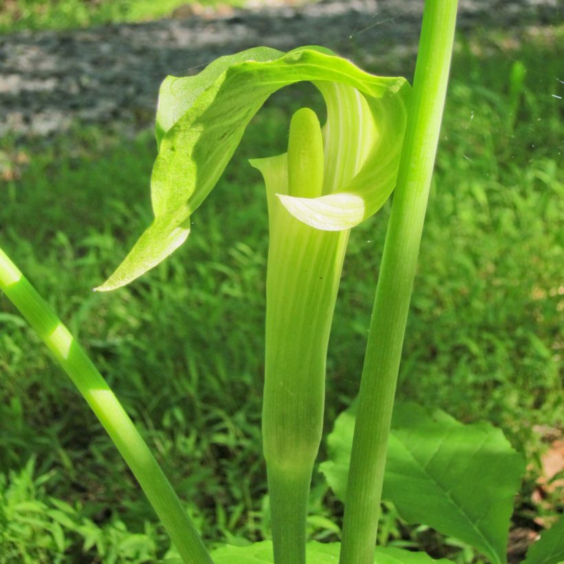 Arisaema erubescens (Floração)