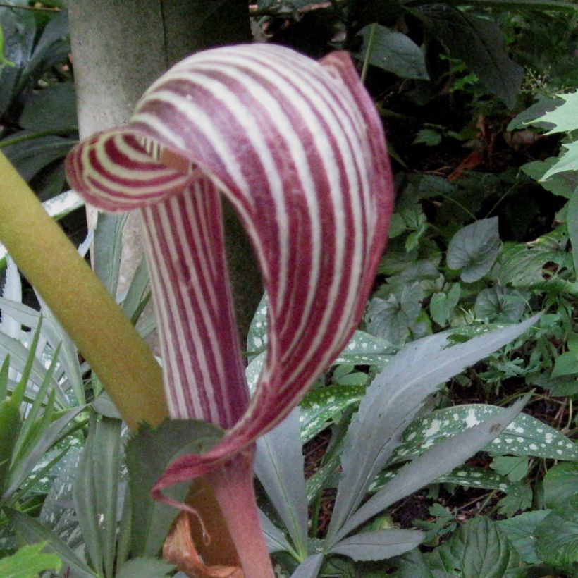Arisaema fargesii (Floração)