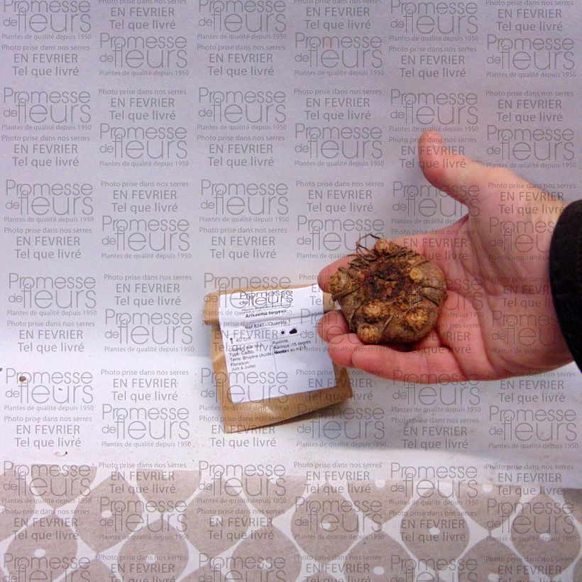 Exemplo de amostra de Arisaema fargesii Bulbo tal como entregue