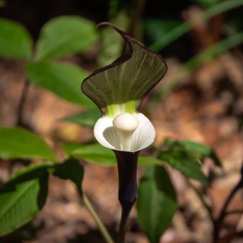 Arisaema sikokianum (Floração)
