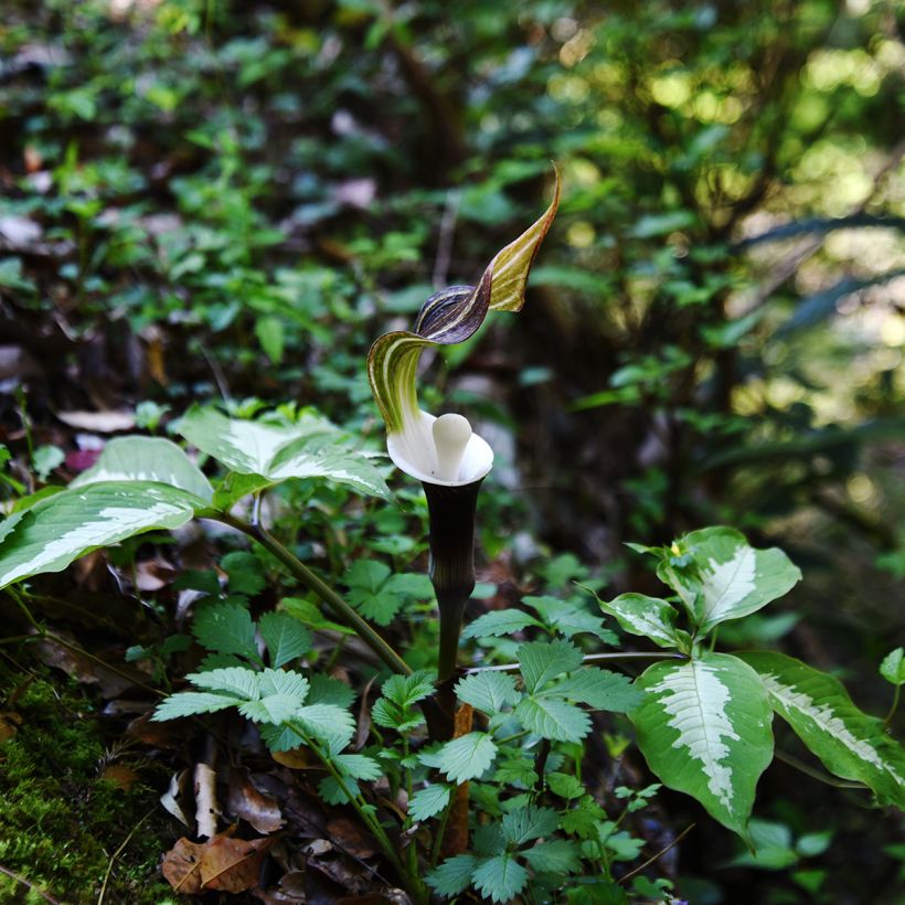 Arisaema sikokianum (Hábito)