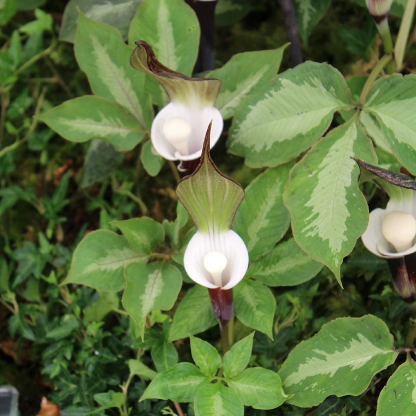 Arisaema sikokianum (Folhagem)